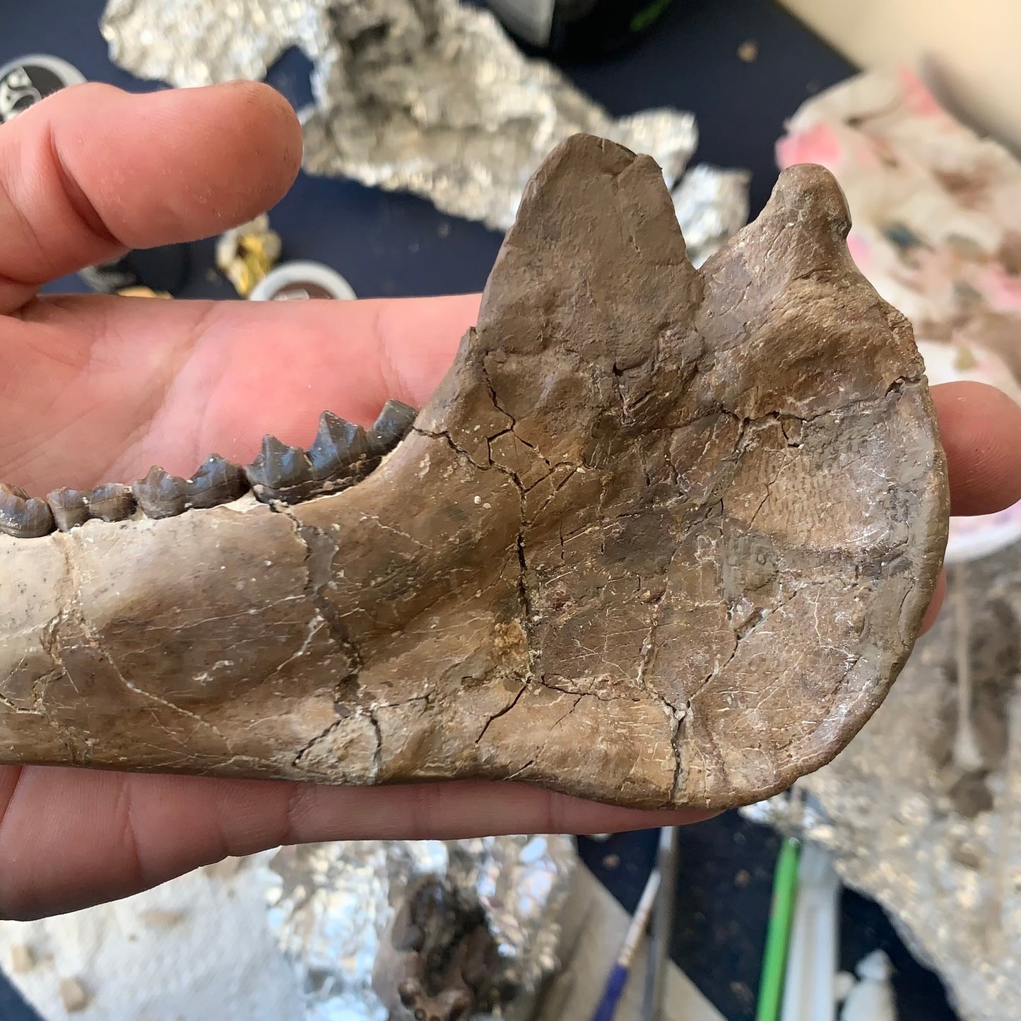 Large Chocolate Colored Fossil Oreodont Jaw, Merycoidodon, White River Badlands