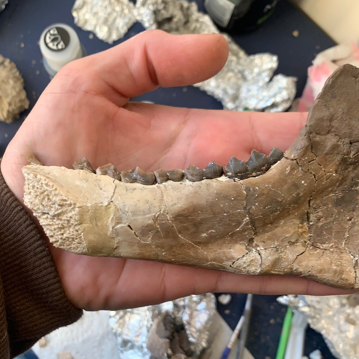 Large Chocolate Colored Fossil Oreodont Jaw, Merycoidodon, White River Badlands
