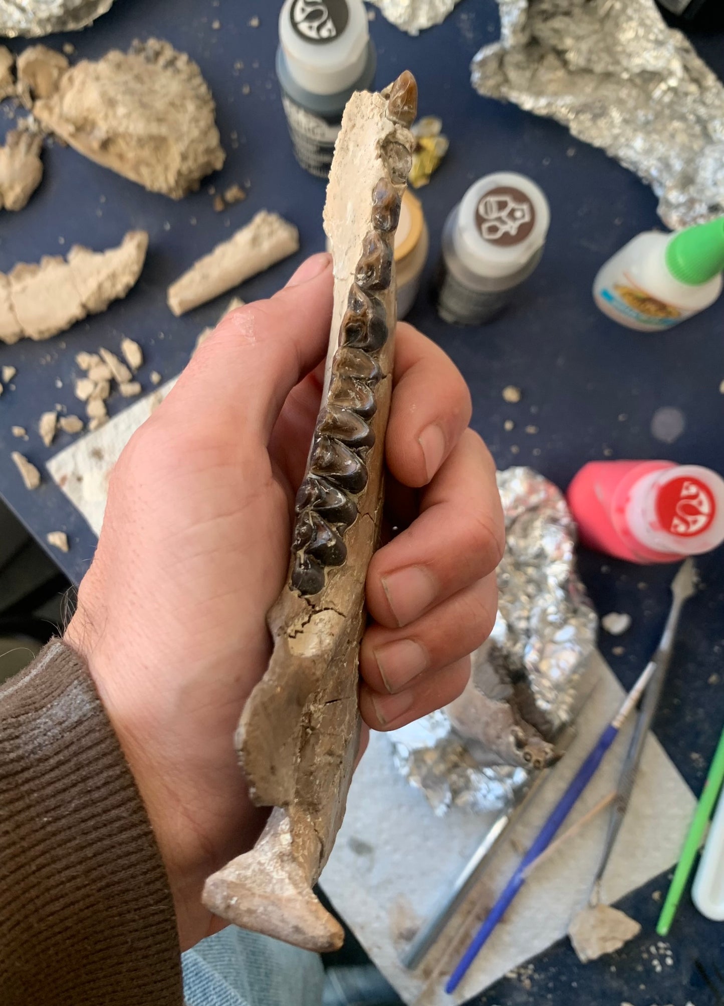 Large Chocolate Colored Fossil Oreodont Jaw, Merycoidodon, White River Badlands