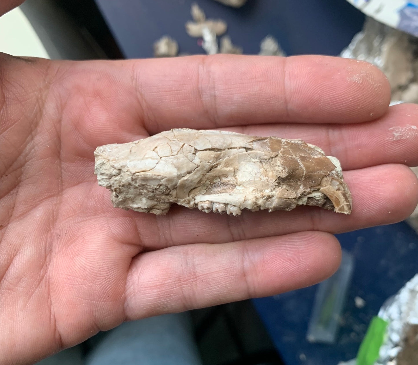 Nice Fossil Squirrel like skull, Ischyromys, Nebraska