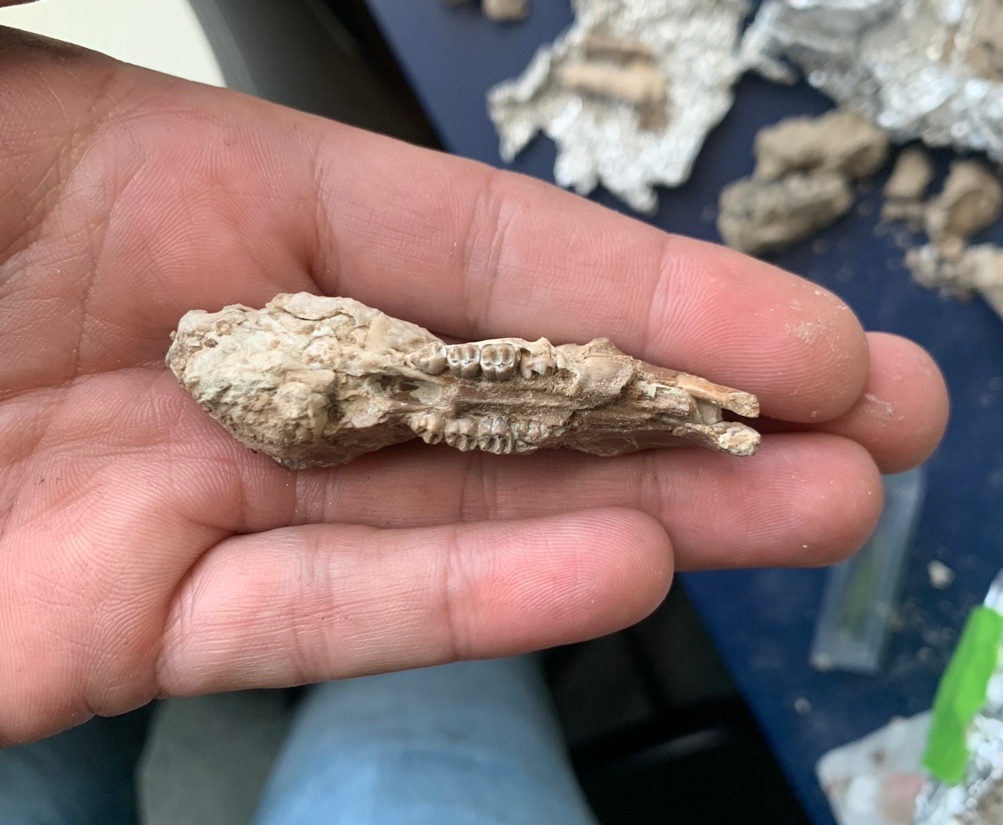 Nice Fossil Squirrel like skull, Ischyromys, Nebraska