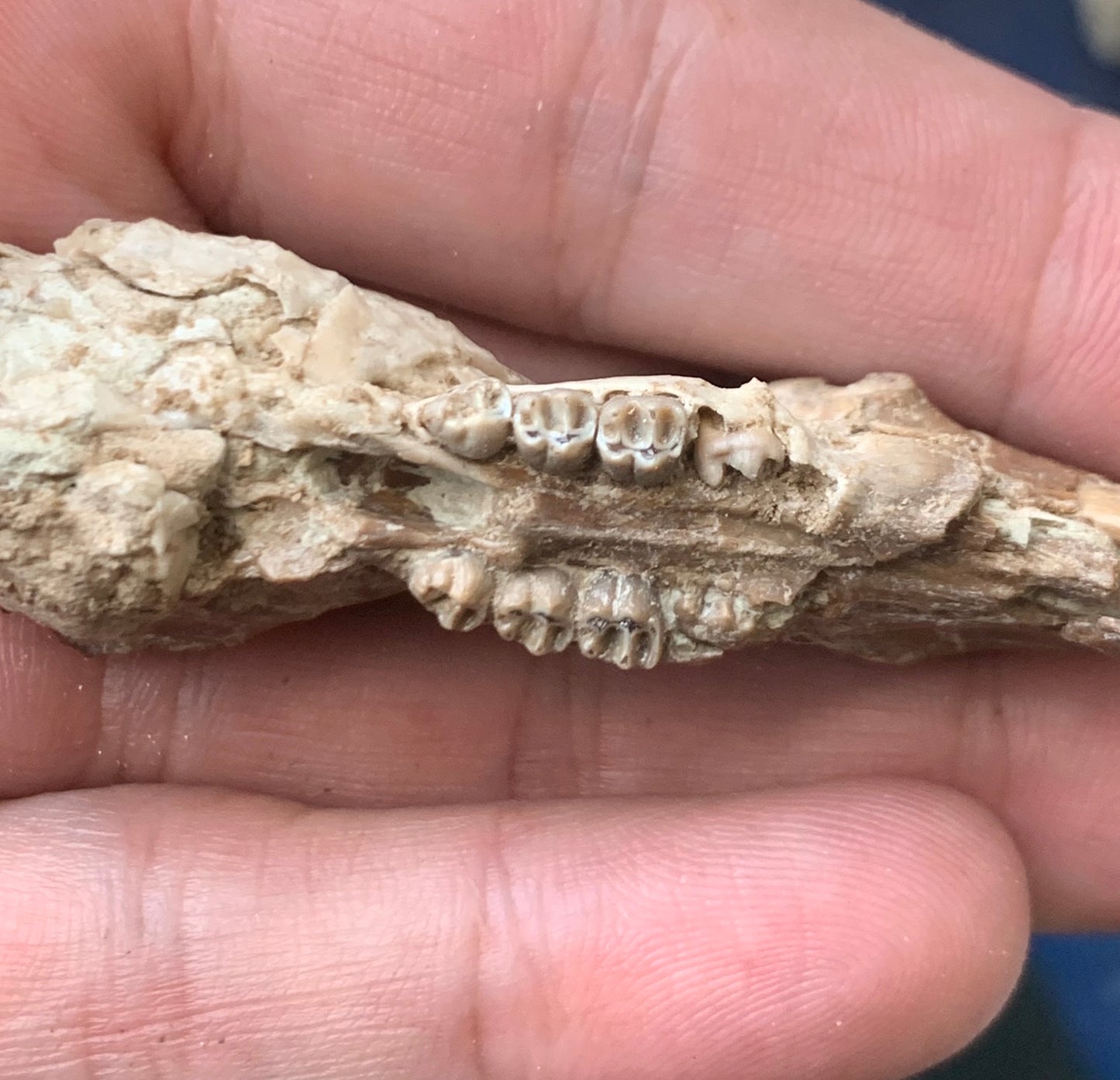 Nice Fossil Squirrel like skull, Ischyromys, Nebraska