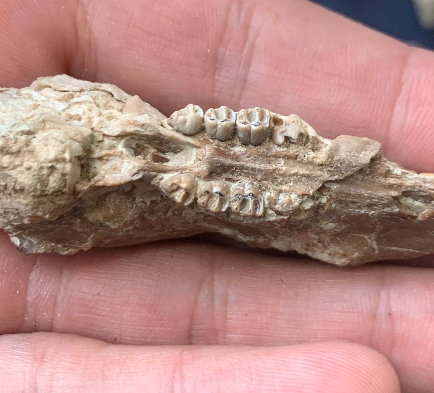 Nice Fossil Squirrel like skull, Ischyromys, Nebraska