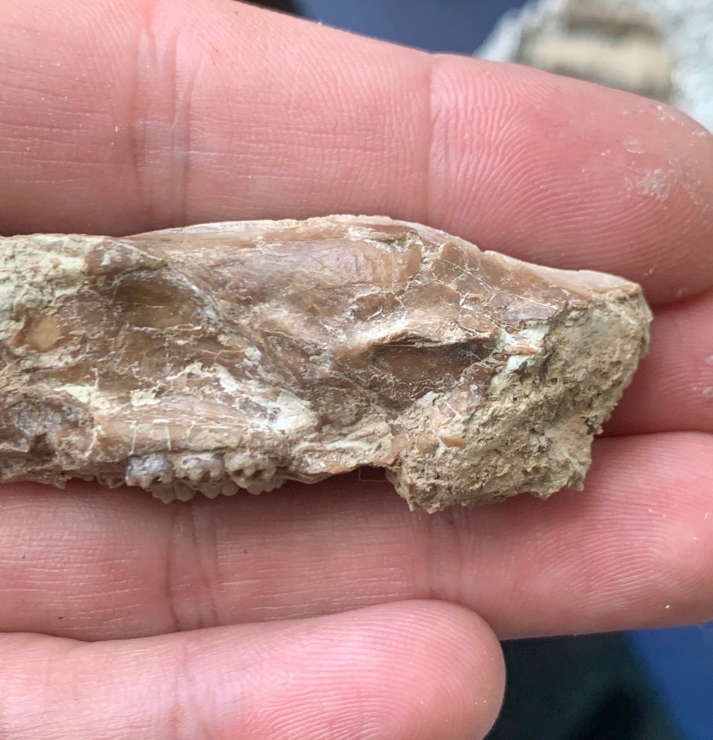 Nice Fossil Squirrel like skull, Ischyromys, Nebraska