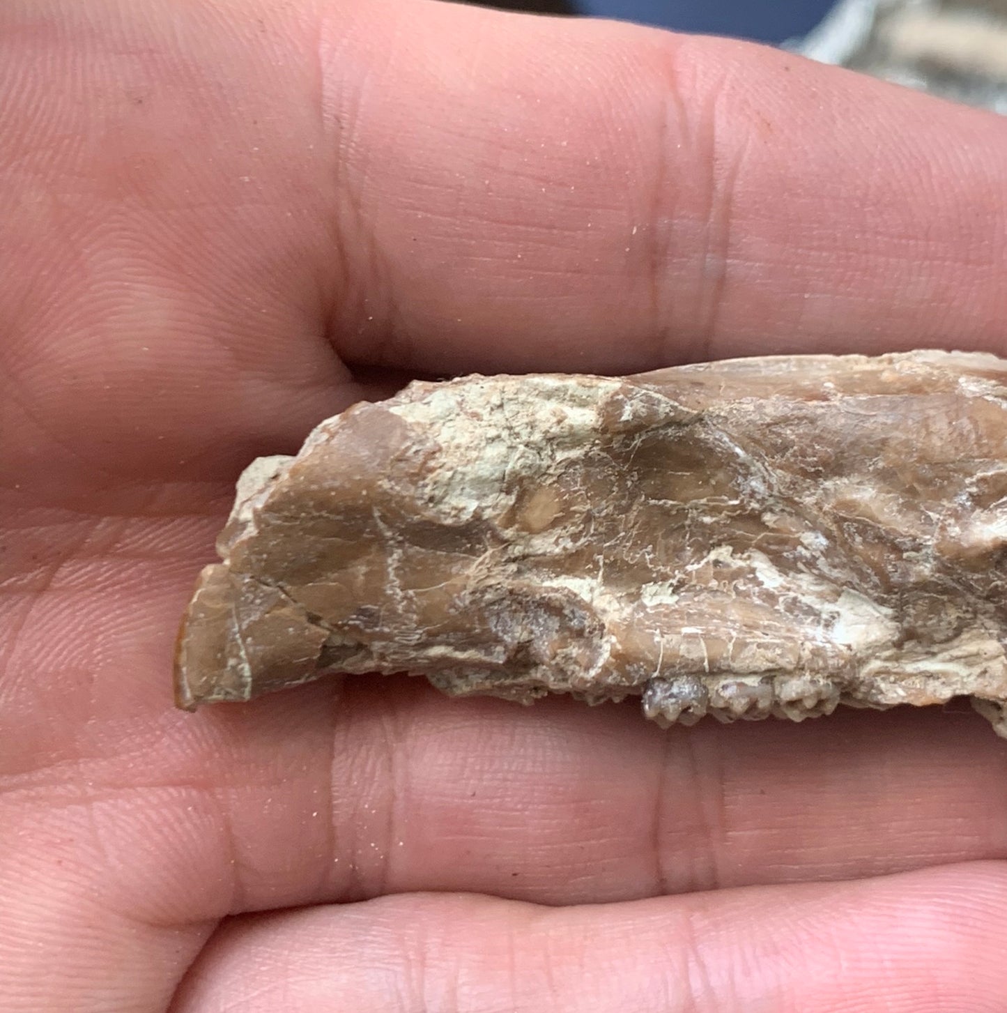 Nice Fossil Squirrel like skull, Ischyromys, Nebraska