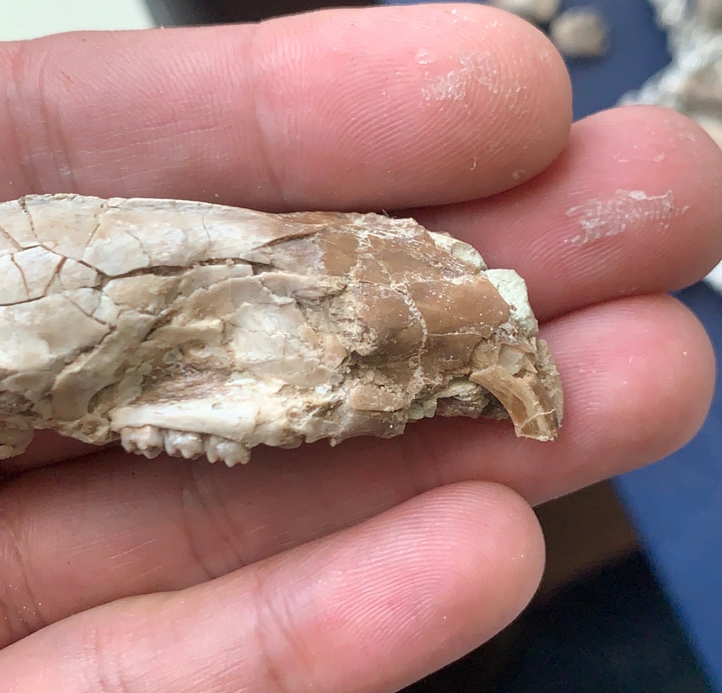 Nice Fossil Squirrel like skull, Ischyromys, Nebraska