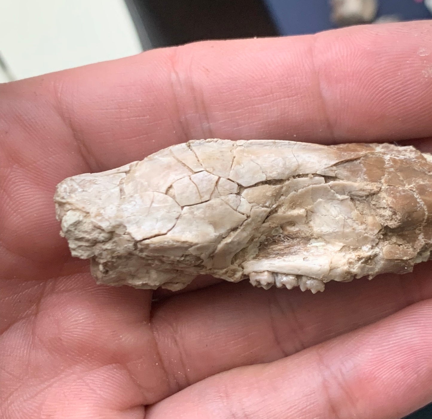 Nice Fossil Squirrel like skull, Ischyromys, Nebraska