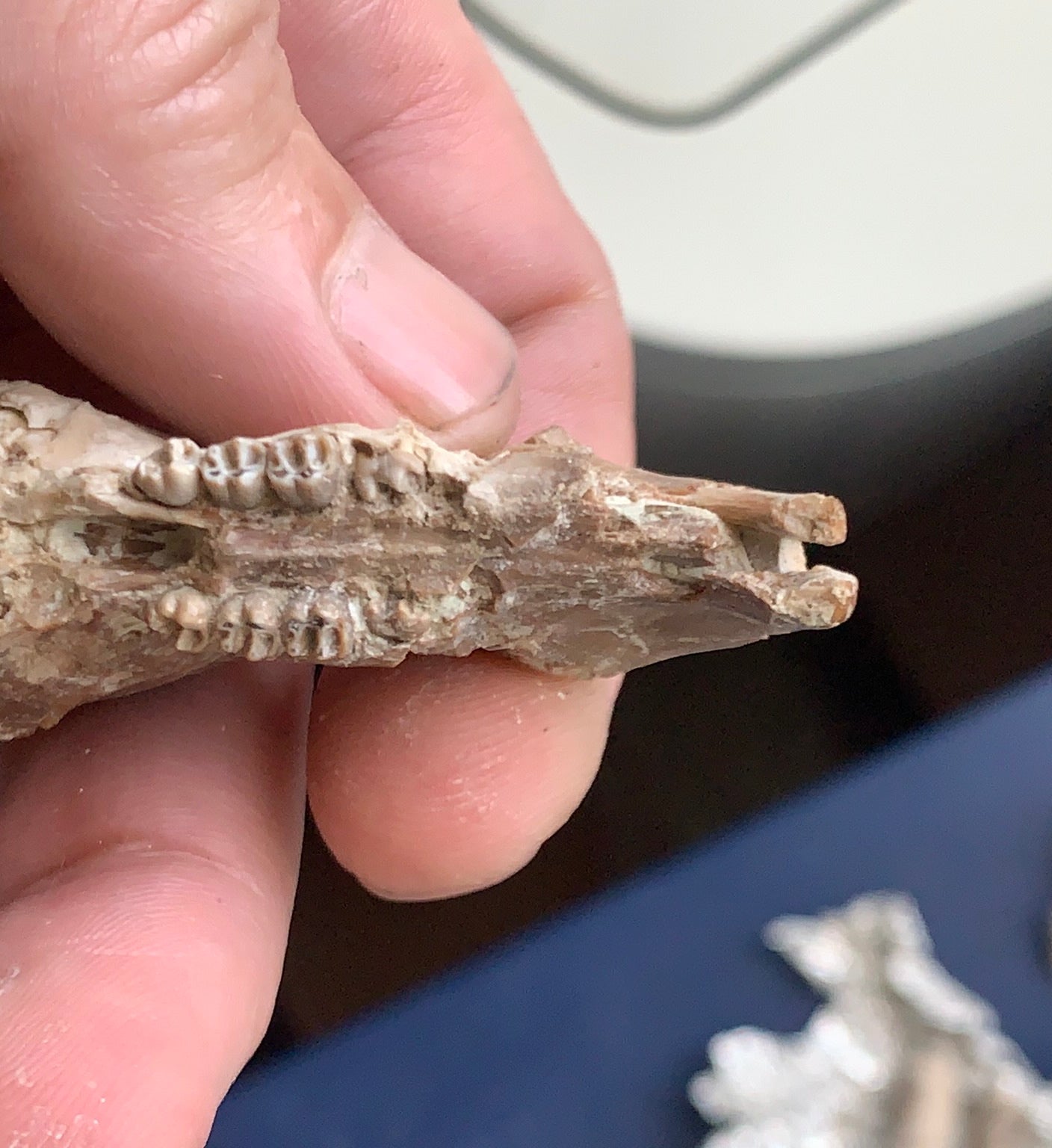 Nice Fossil Squirrel like skull, Ischyromys, Nebraska