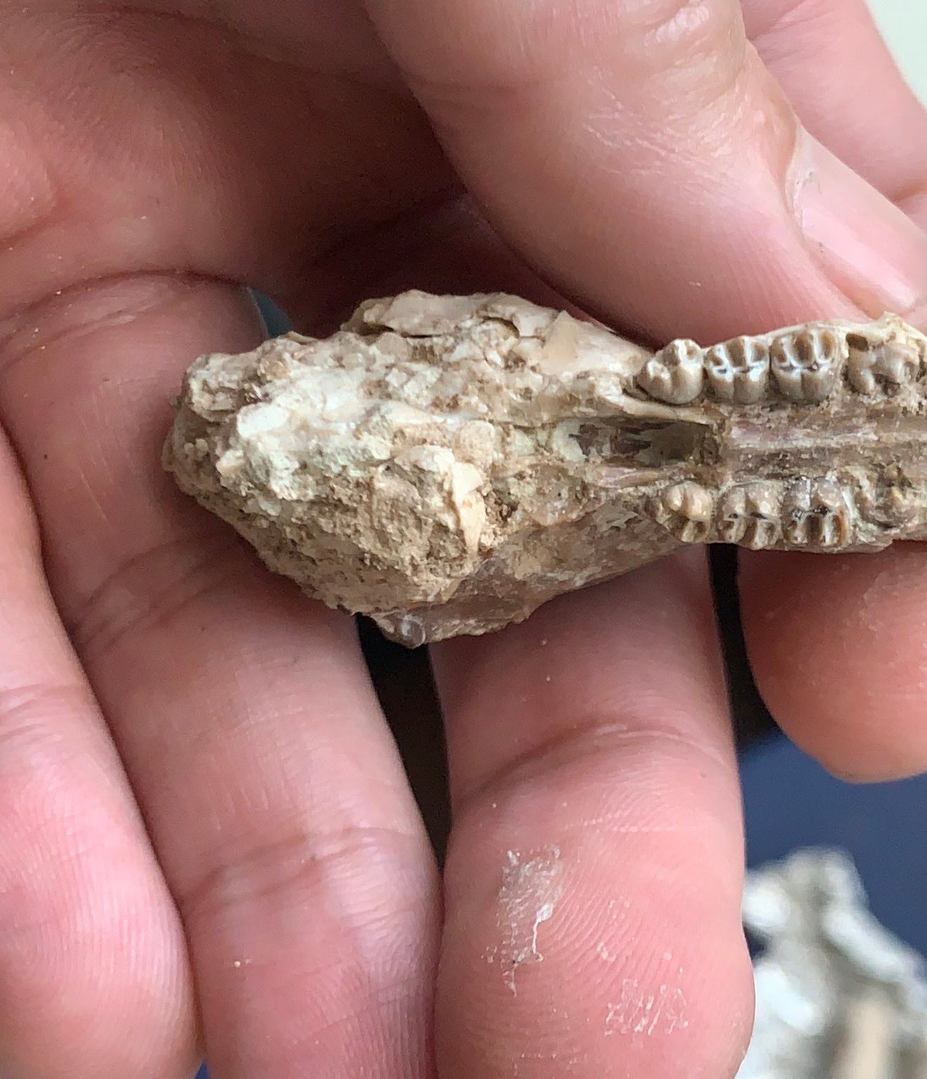 Nice Fossil Squirrel like skull, Ischyromys, Nebraska