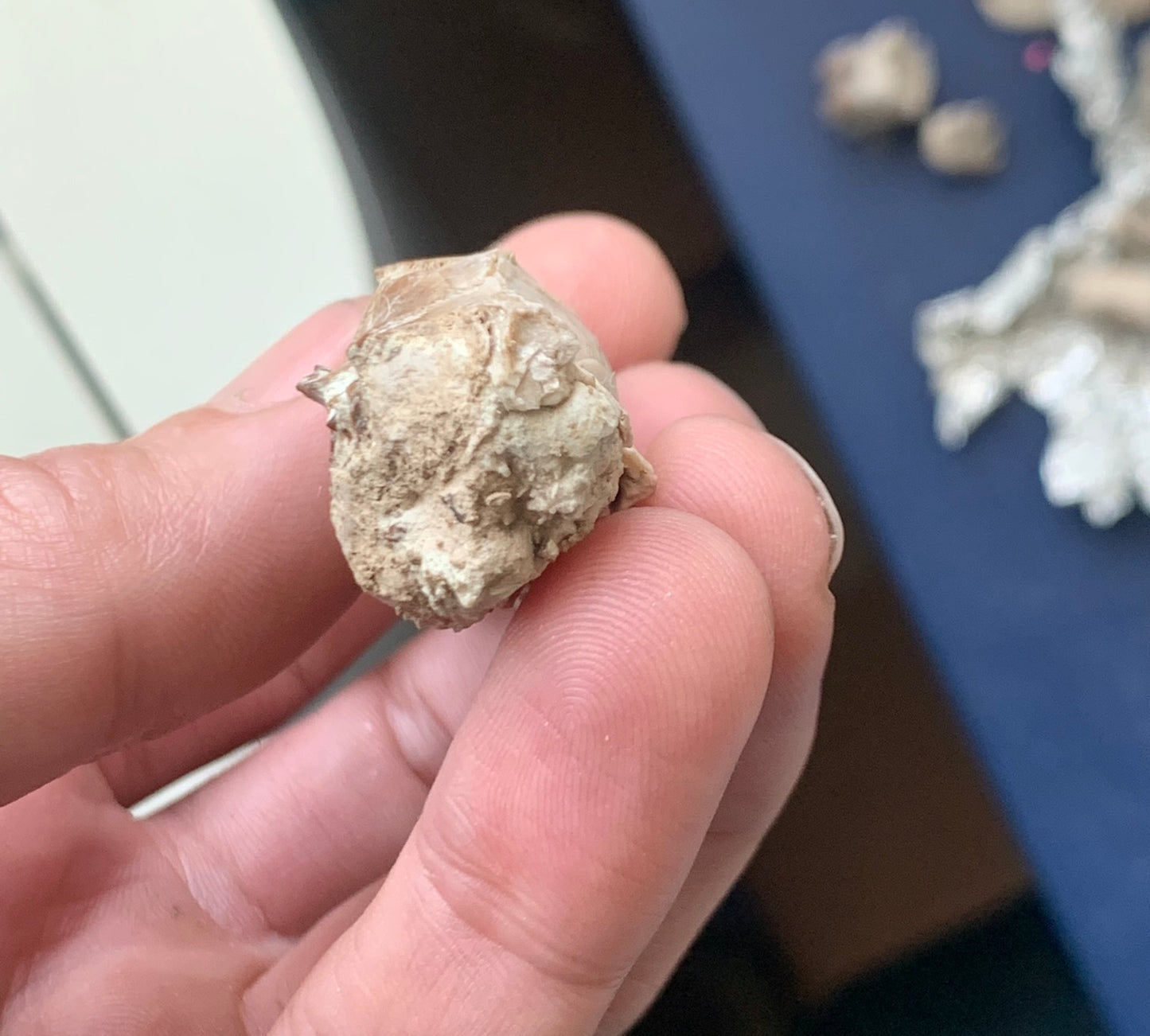 Nice Fossil Squirrel like skull, Ischyromys, Nebraska
