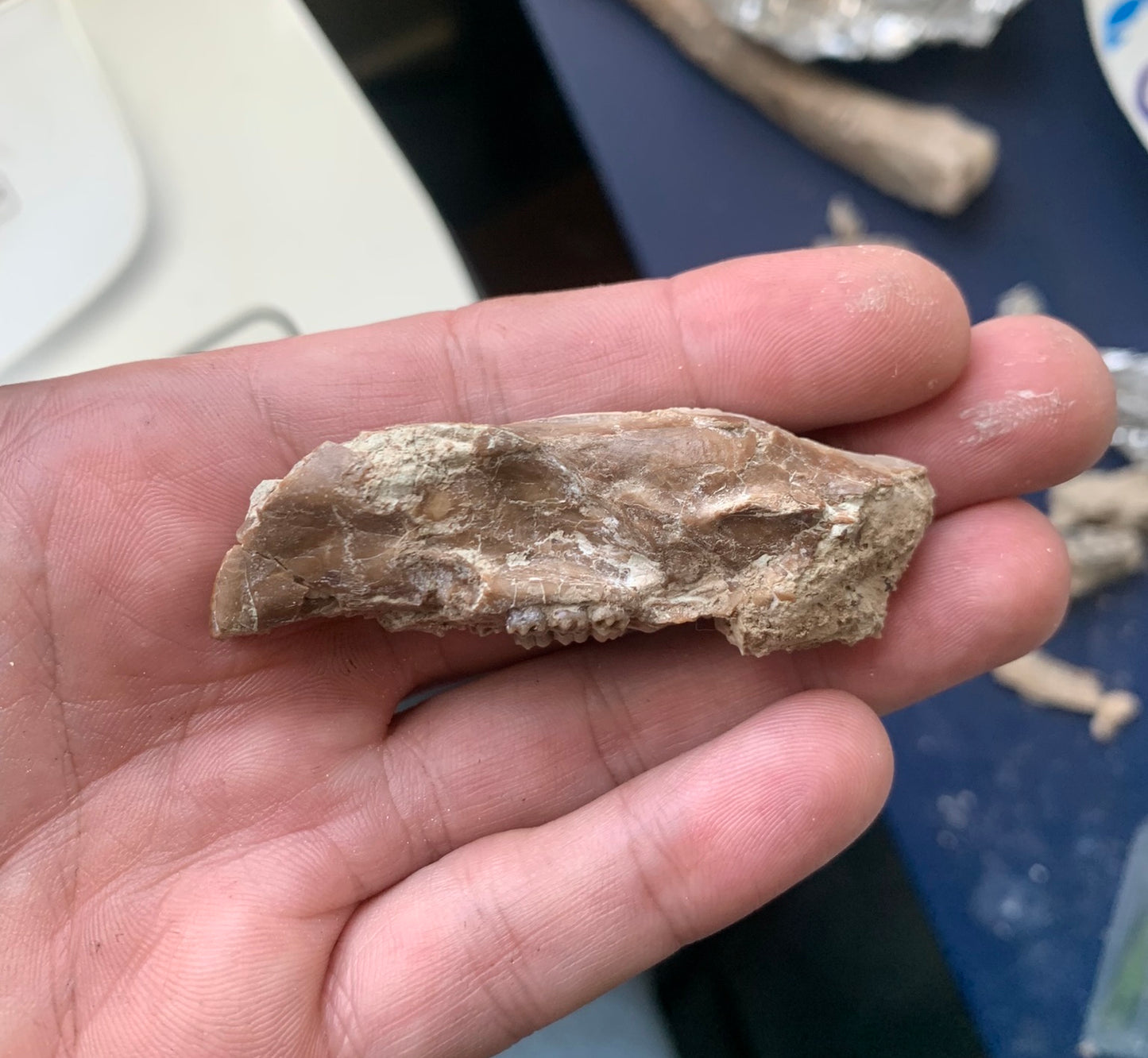 Nice Fossil Squirrel like skull, Ischyromys, Nebraska
