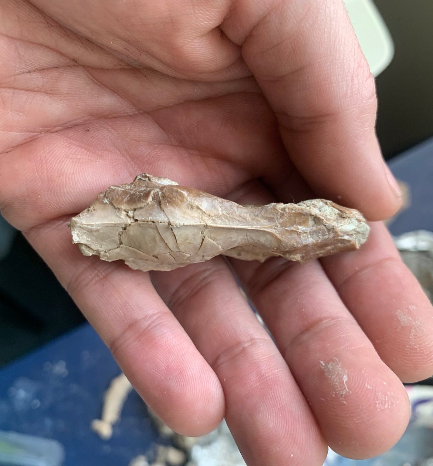 Nice Fossil Squirrel like skull, Ischyromys, Nebraska