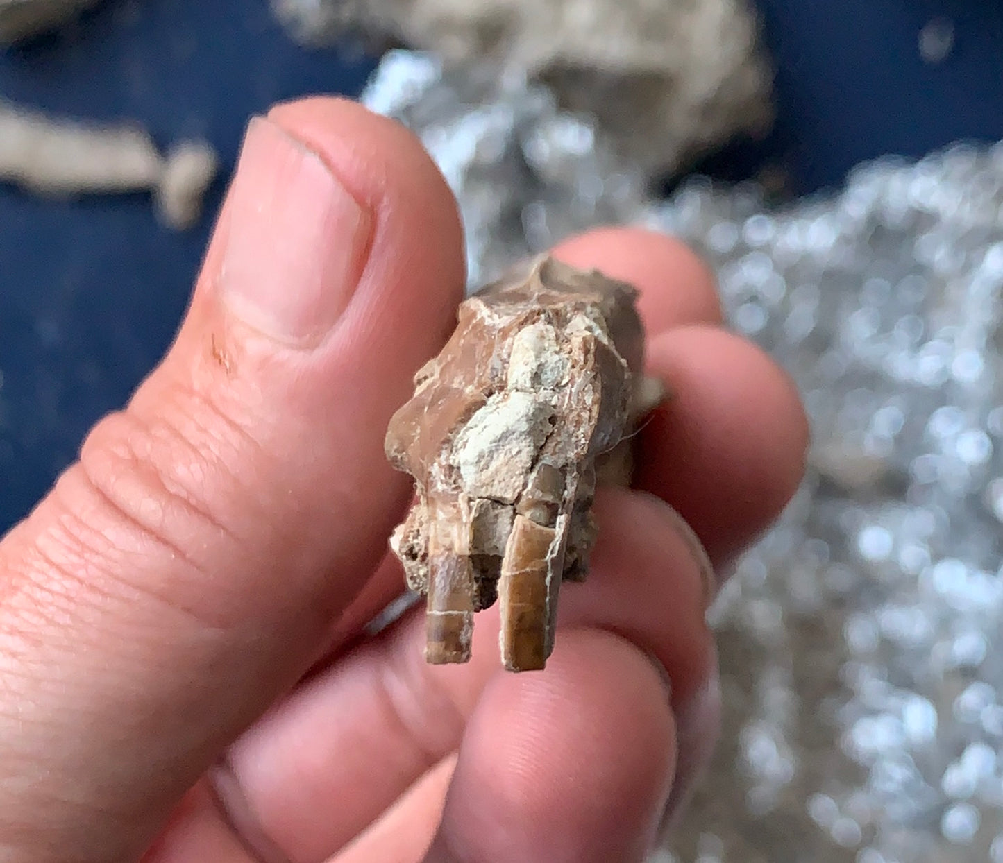 Nice Fossil Squirrel like skull, Ischyromys, Nebraska
