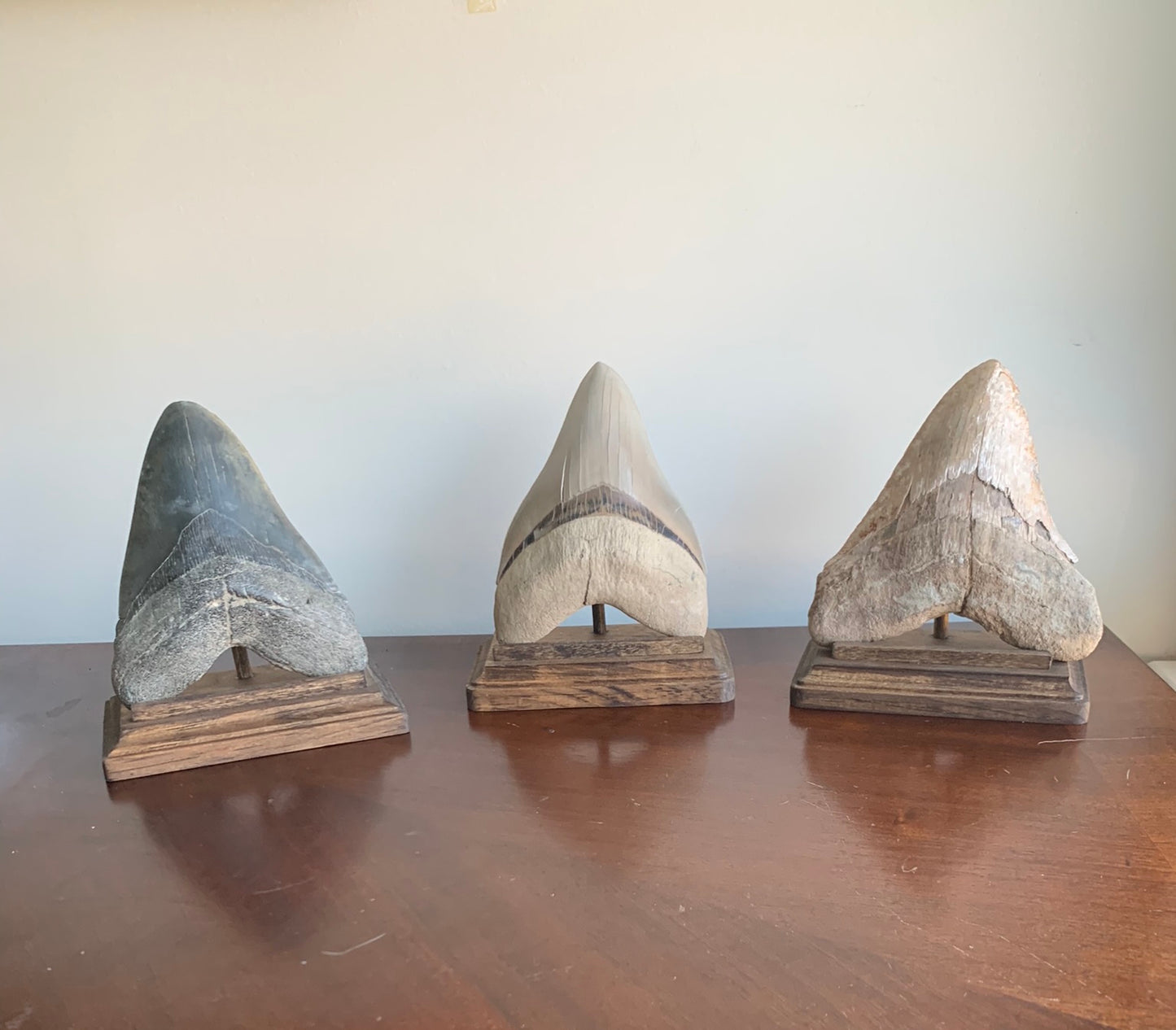 Megalodon Shark Tooth Stand Rectangular -Stained Dark Walnut