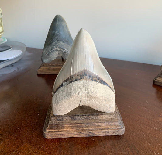 Megalodon Shark Tooth Stand Rectangular -Stained Dark Walnut