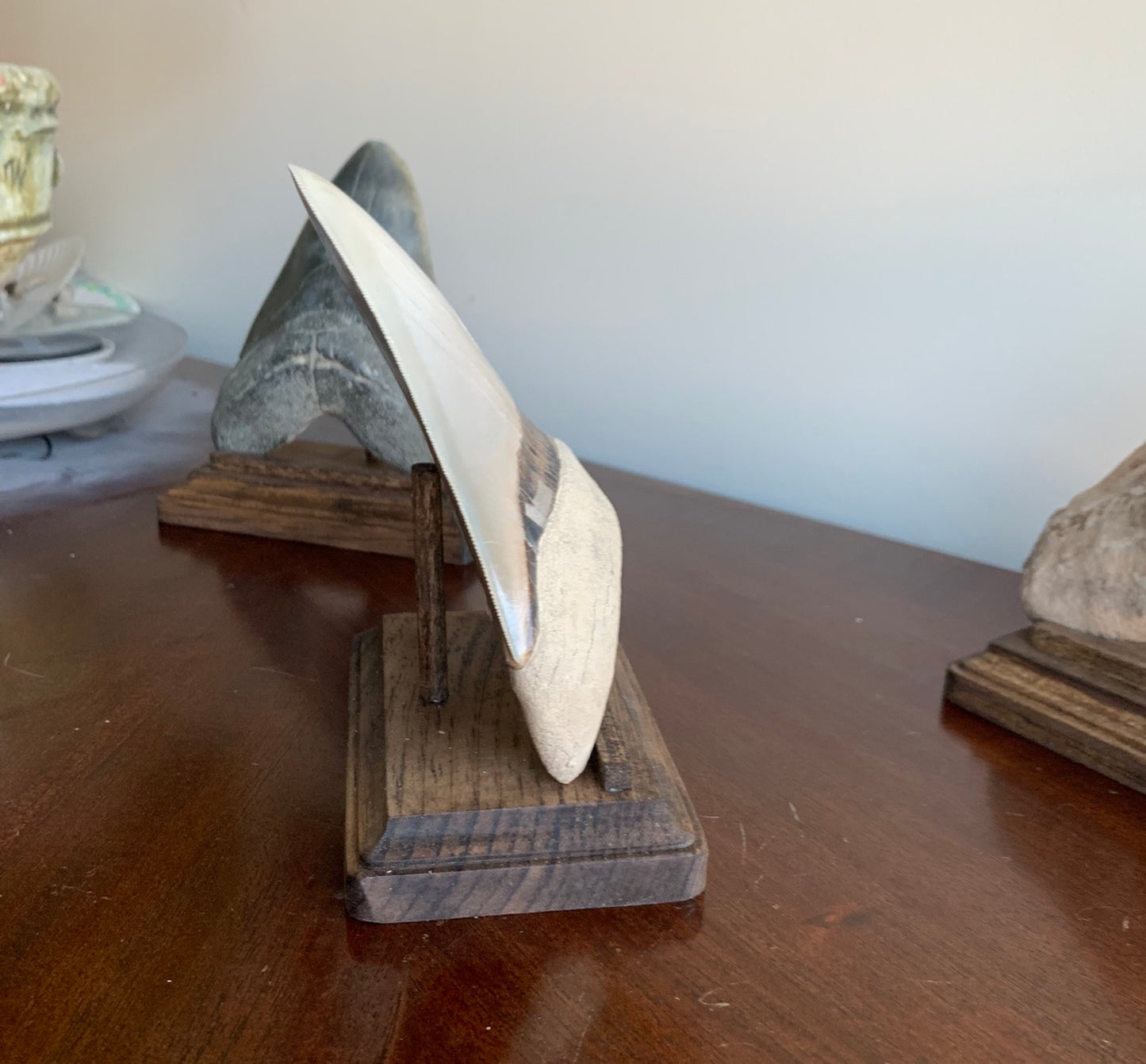 Megalodon Shark Tooth Stand Rectangular -Stained Dark Walnut