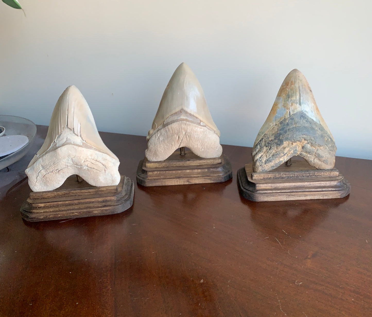 Megalodon Fossil Shark Tooth Stand Rectangular with Clipped Corners -Stained Dark Walnut