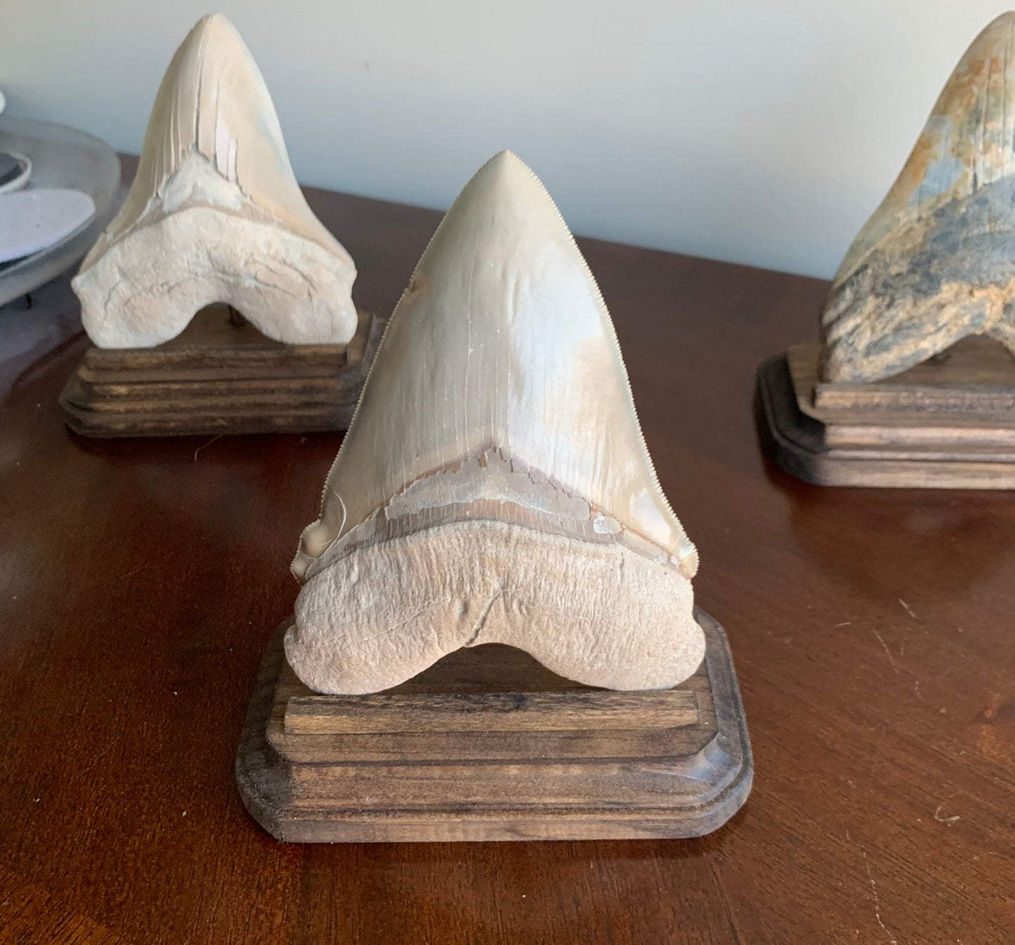 Megalodon Fossil Shark Tooth Stand Rectangular with Clipped Corners -Stained Dark Walnut