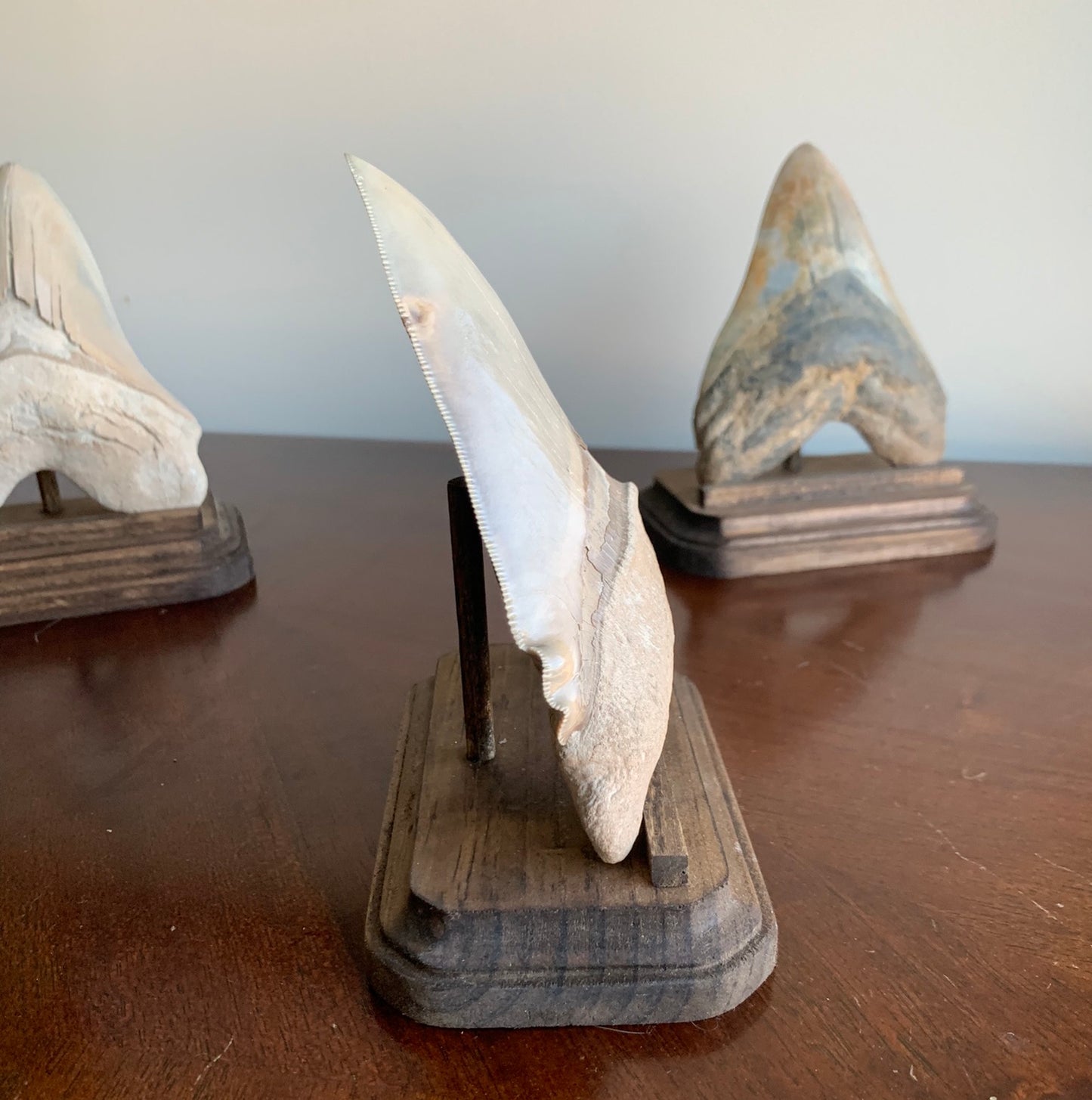 Megalodon Fossil Shark Tooth Stand Rectangular with Clipped Corners -Stained Dark Walnut