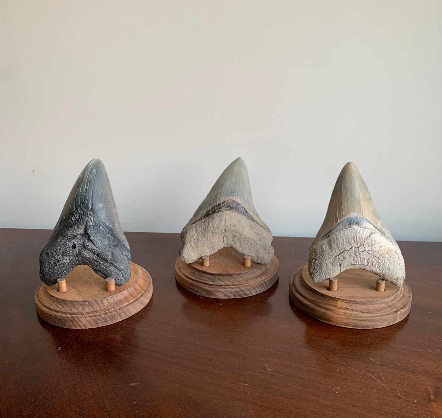 Megalodon Fossil Shark Tooth Stand. Round base -Stained Early American