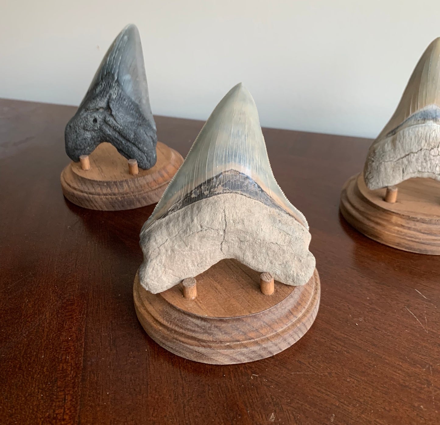 Megalodon Fossil Shark Tooth Stand. Round base -Stained Early American