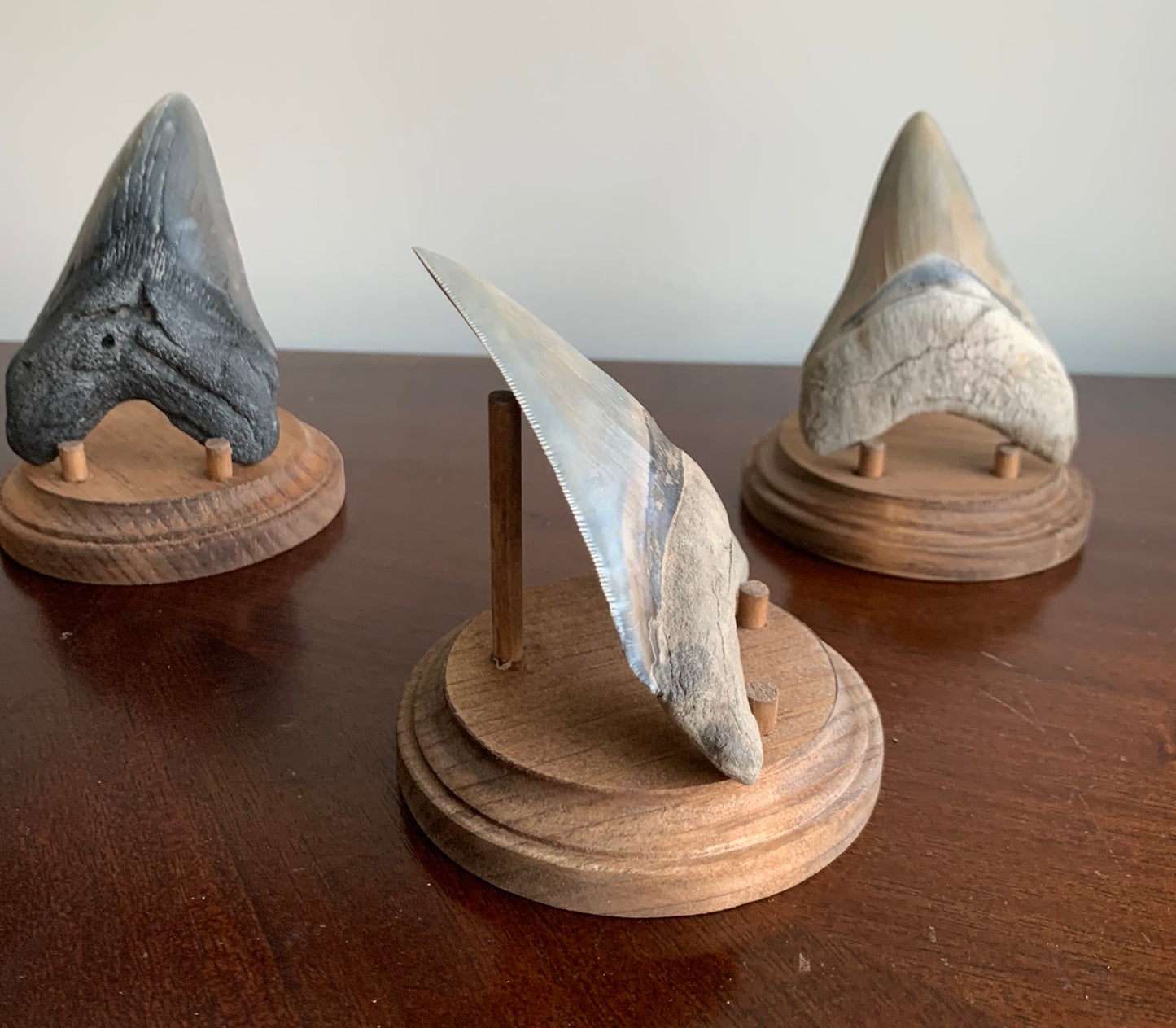 Megalodon Fossil Shark Tooth Stand. Round base -Stained Early American