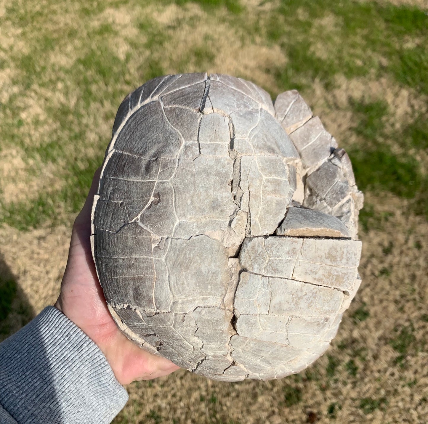 Super Awesome Stylemys Fossil Tortoise Crushed by a Predator