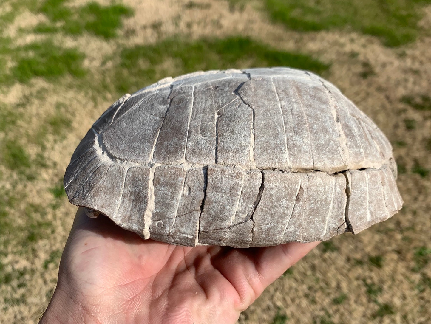 Super Awesome Stylemys Fossil Tortoise Crushed by a Predator