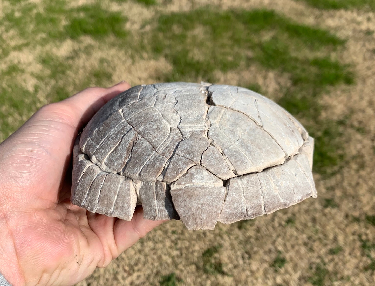 Super Awesome Stylemys Fossil Tortoise Crushed by a Predator