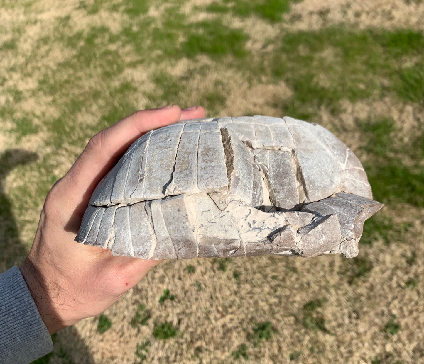 Super Awesome Stylemys Fossil Tortoise Crushed by a Predator