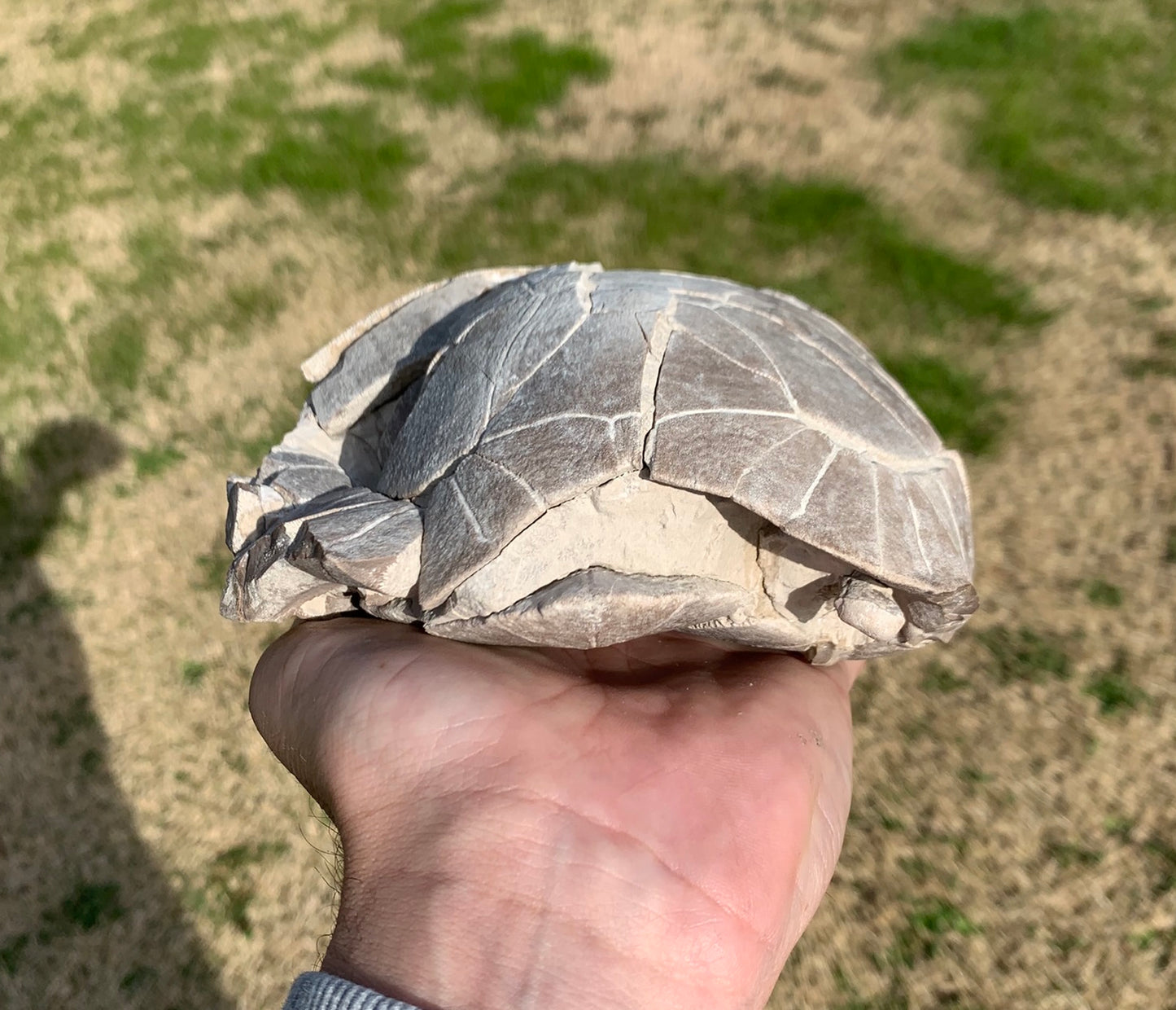 Super Awesome Stylemys Fossil Tortoise Crushed by a Predator