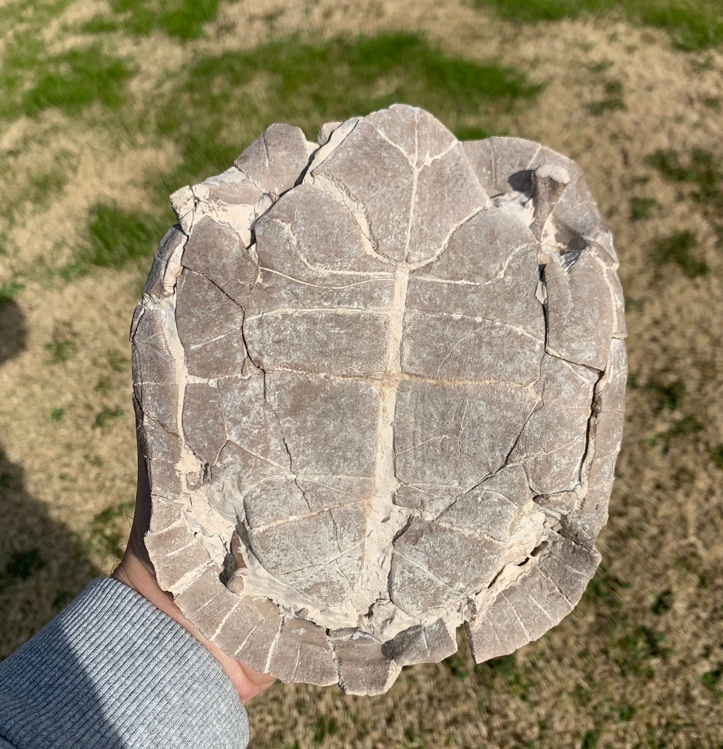 Super Awesome Stylemys Fossil Tortoise Crushed by a Predator