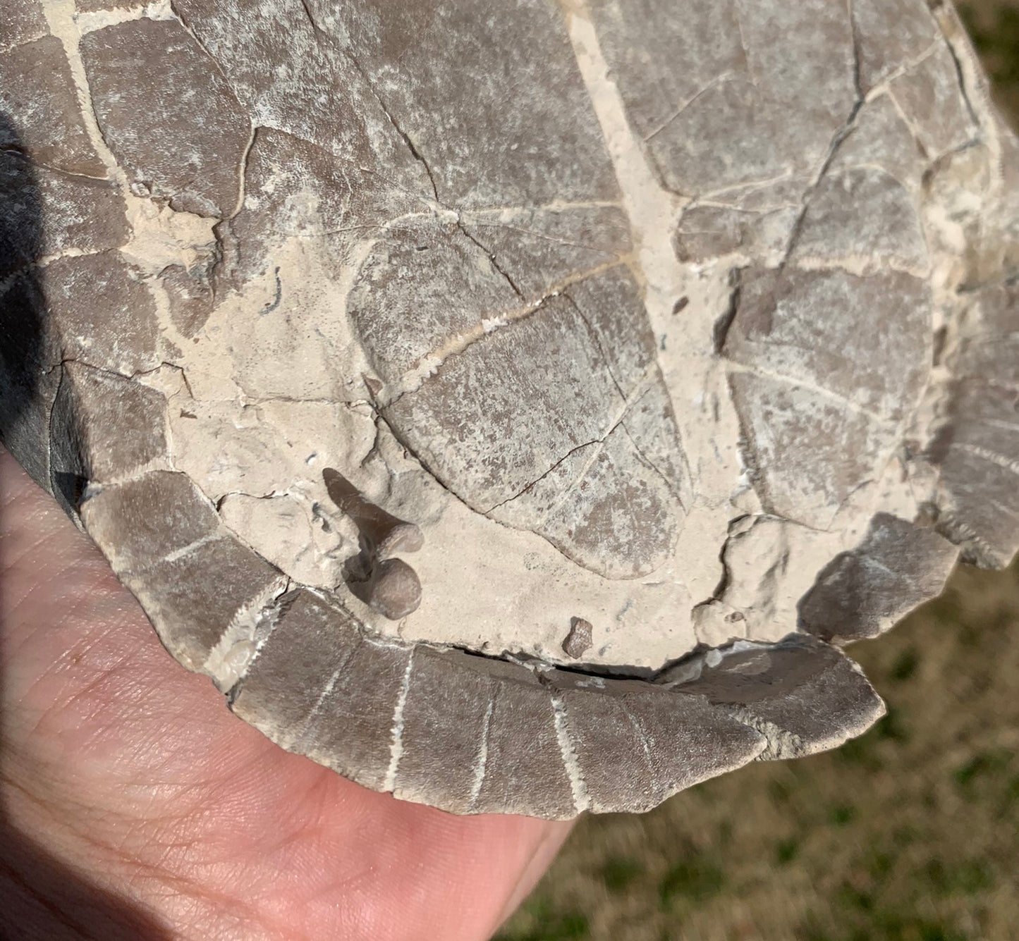 Super Awesome Stylemys Fossil Tortoise Crushed by a Predator