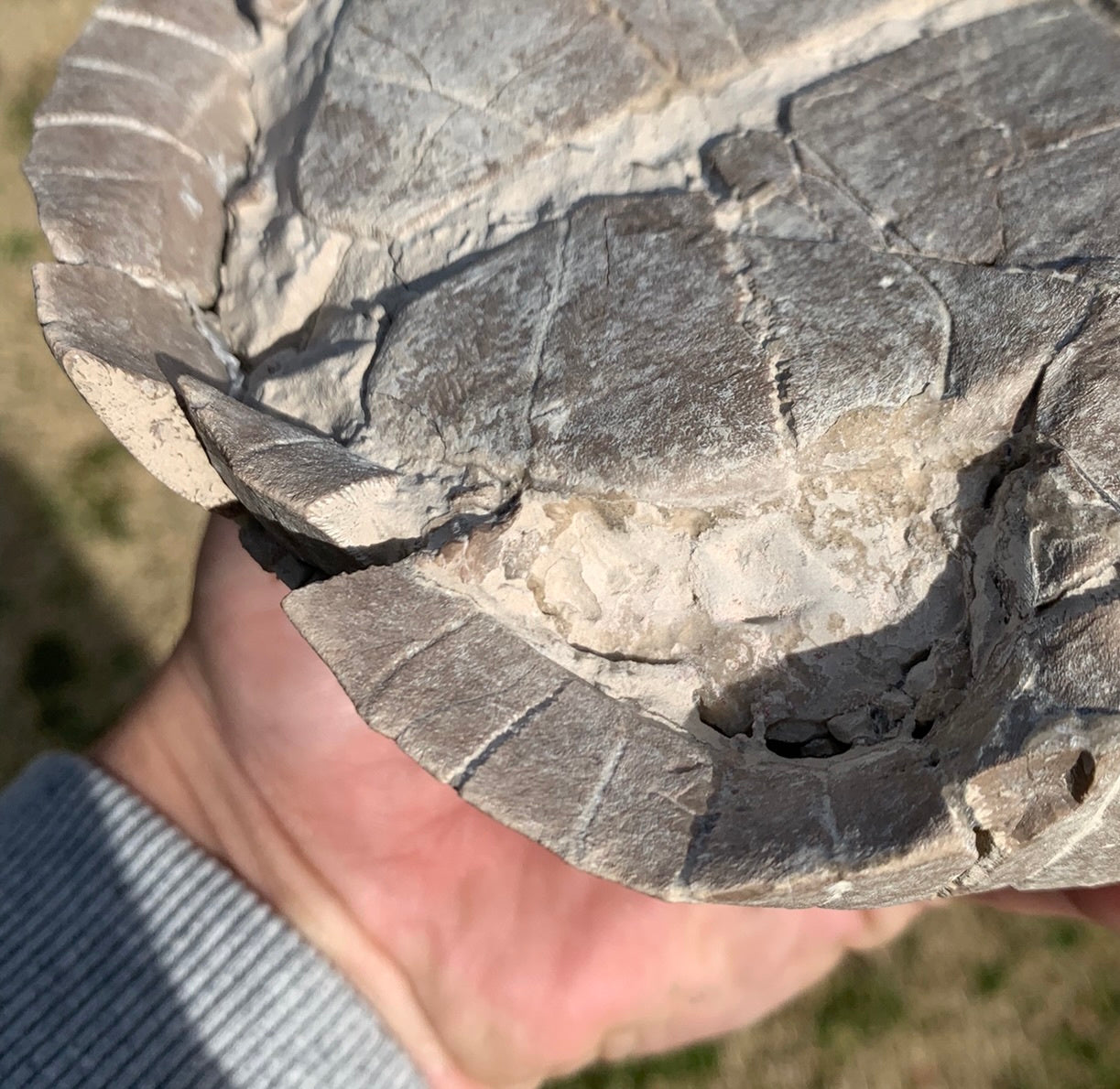 Super Awesome Stylemys Fossil Tortoise Crushed by a Predator