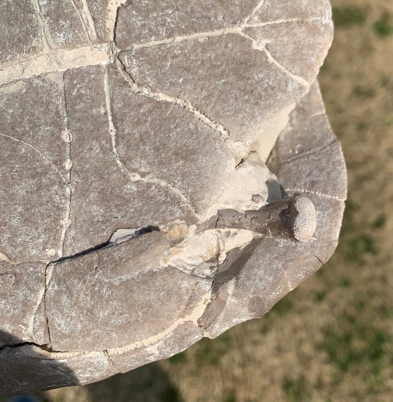 Super Awesome Stylemys Fossil Tortoise Crushed by a Predator
