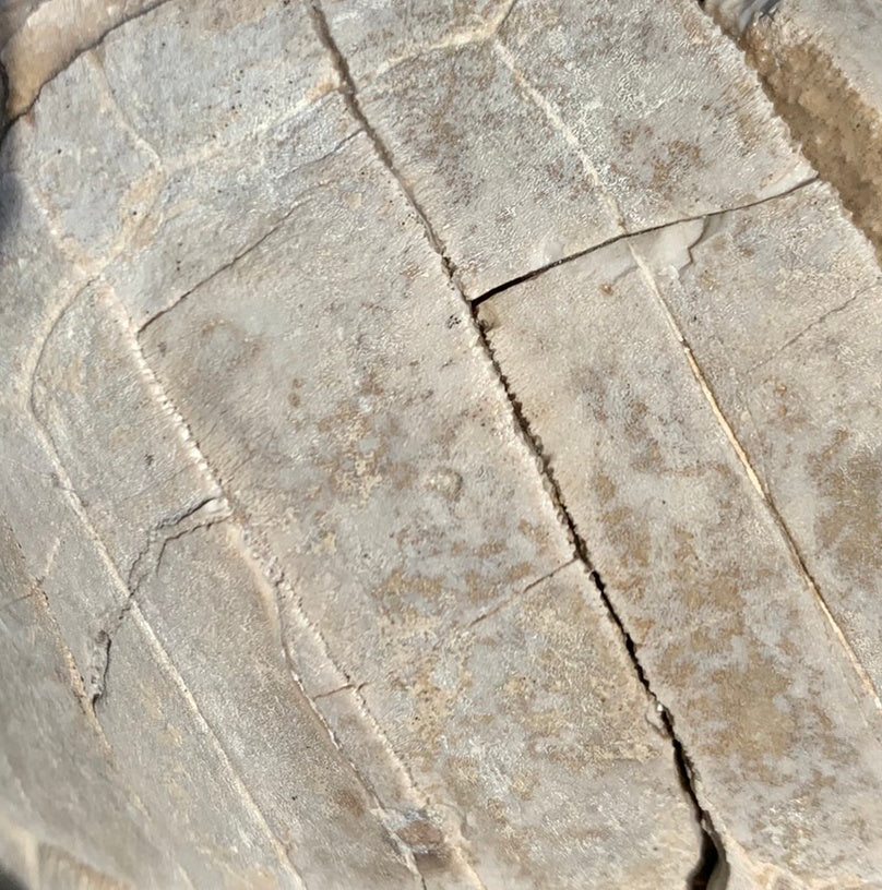 Super Awesome Stylemys Fossil Tortoise Crushed by a Predator