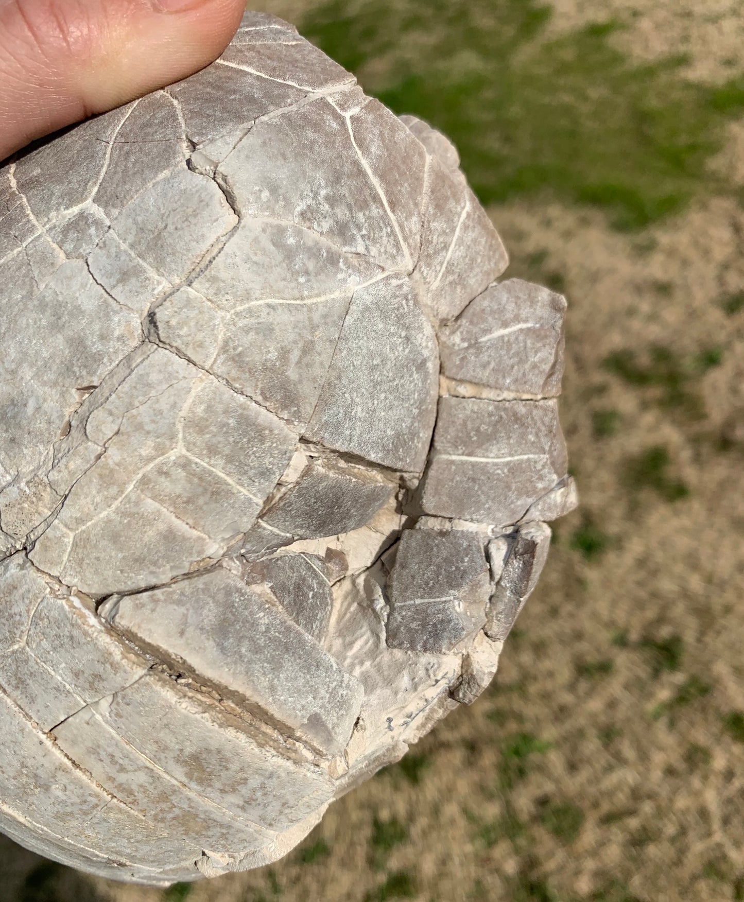 Super Awesome Stylemys Fossil Tortoise Crushed by a Predator
