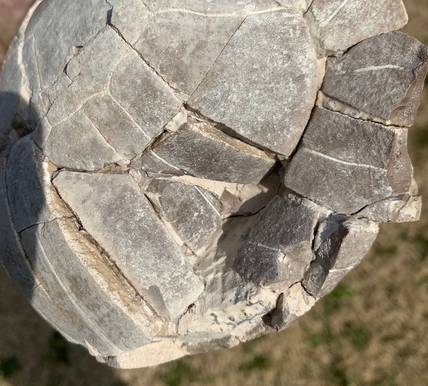 Super Awesome Stylemys Fossil Tortoise Crushed by a Predator