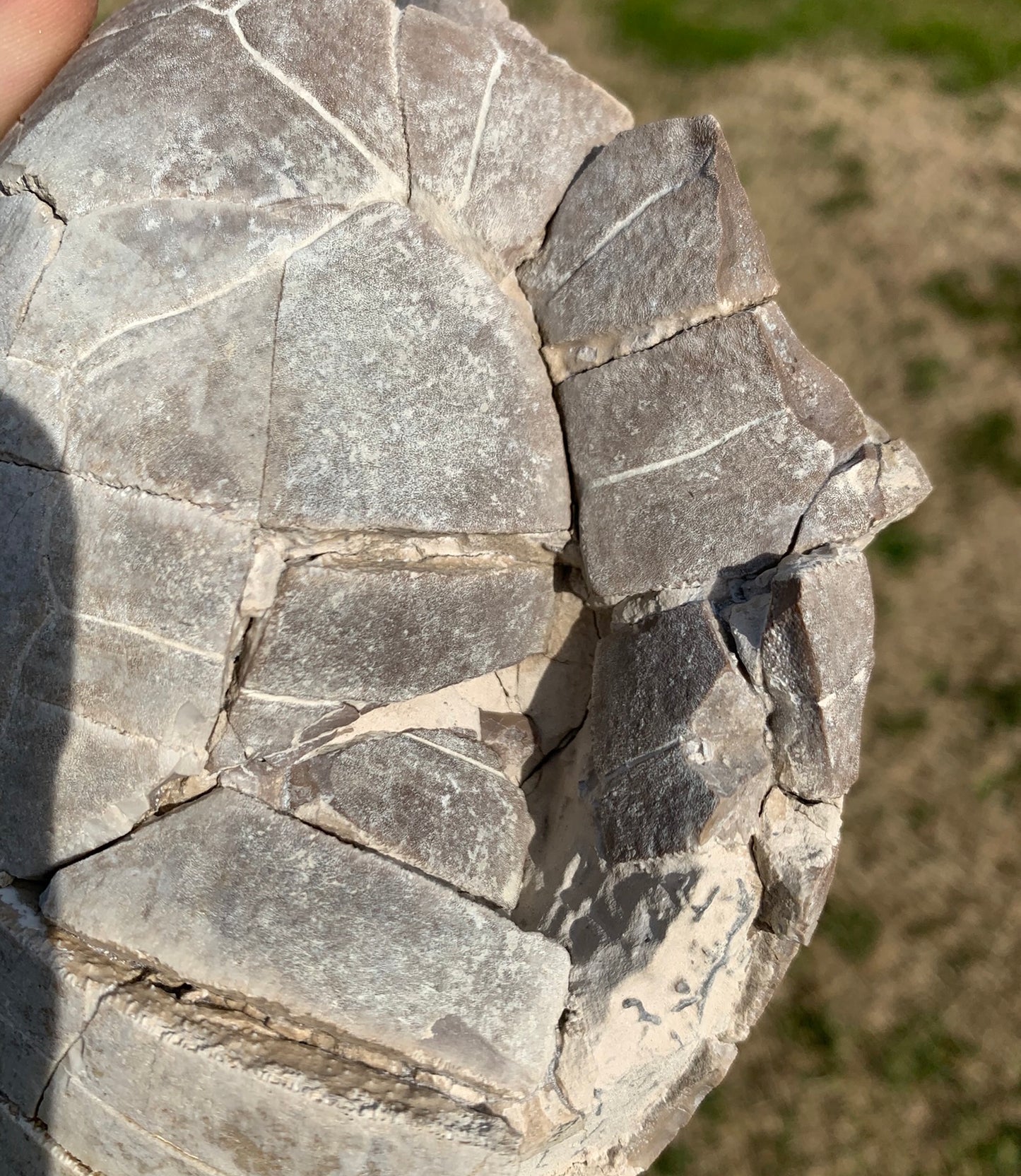 Super Awesome Stylemys Fossil Tortoise Crushed by a Predator