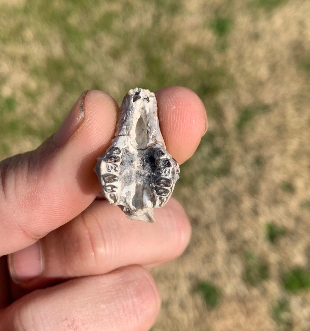 Fossil Rabbit Upper Skull with Teeth, Palaeolagus, Chadron Formation