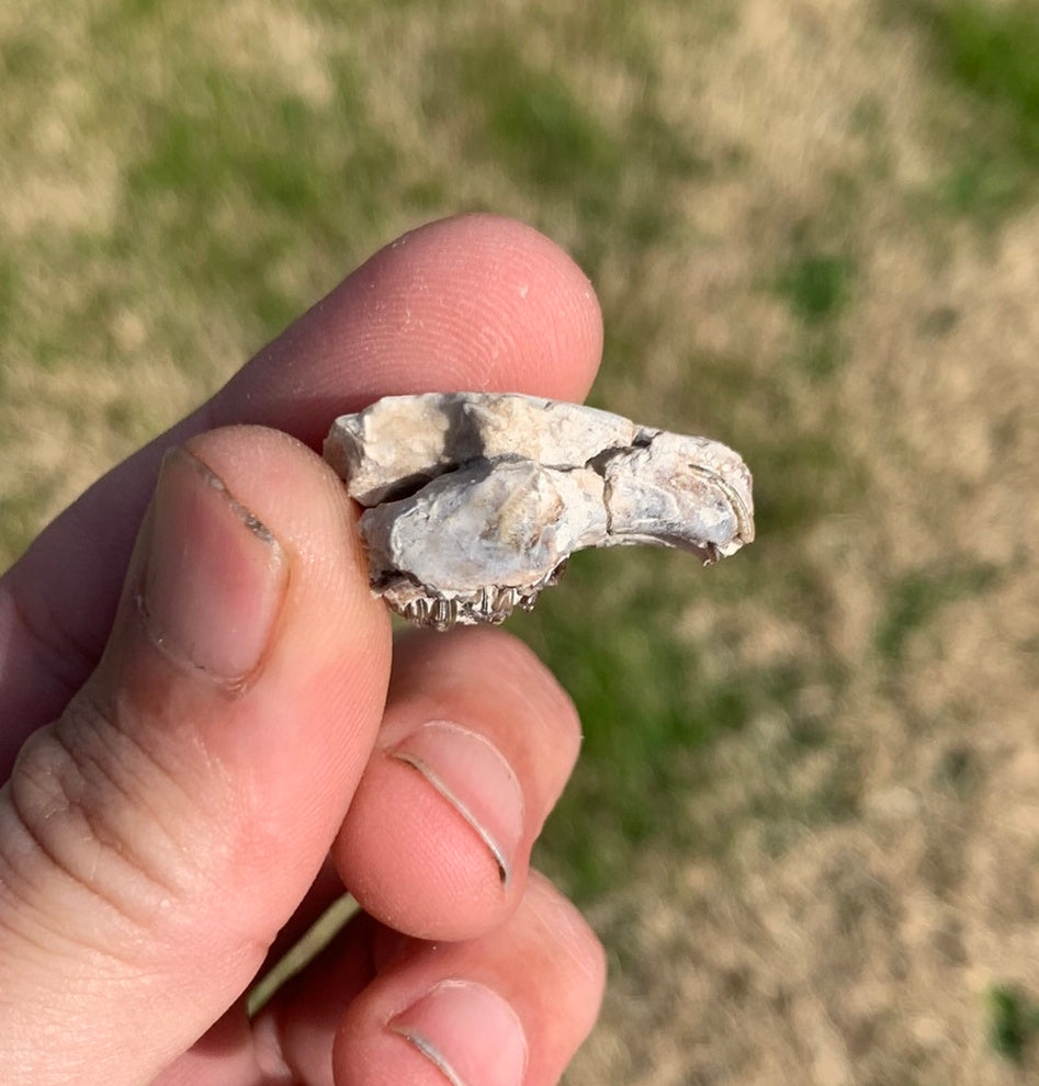 Fossil Rabbit Upper Skull with Teeth, Palaeolagus, Chadron Formation