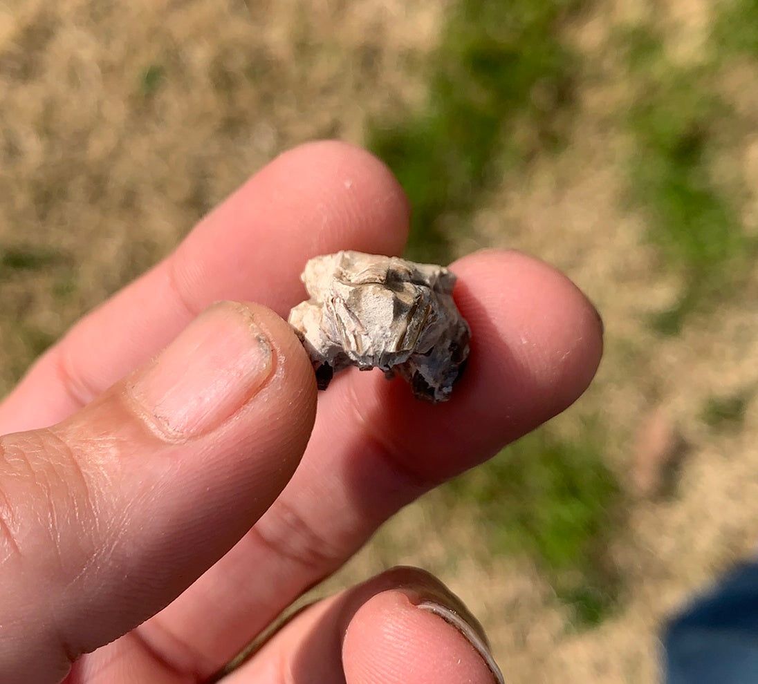 Fossil Rabbit Upper Skull with Teeth, Palaeolagus, Chadron Formation