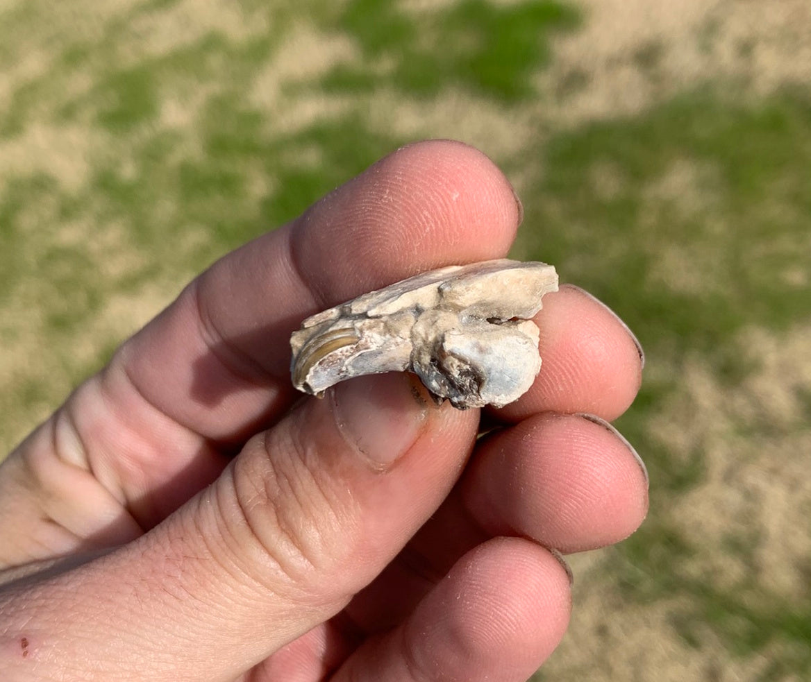 Fossil Rabbit Upper Skull with Teeth, Palaeolagus, Chadron Formation