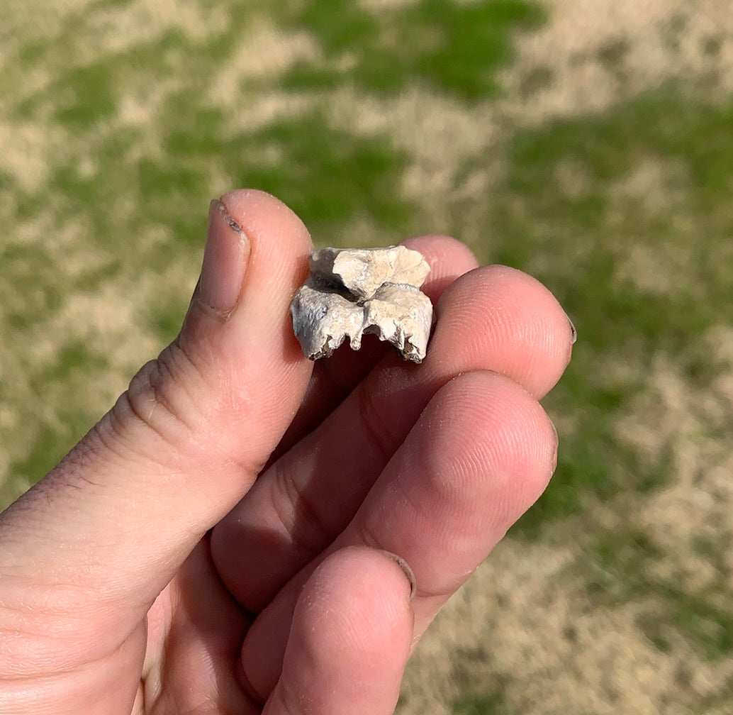 Fossil Rabbit Upper Skull with Teeth, Palaeolagus, Chadron Formation