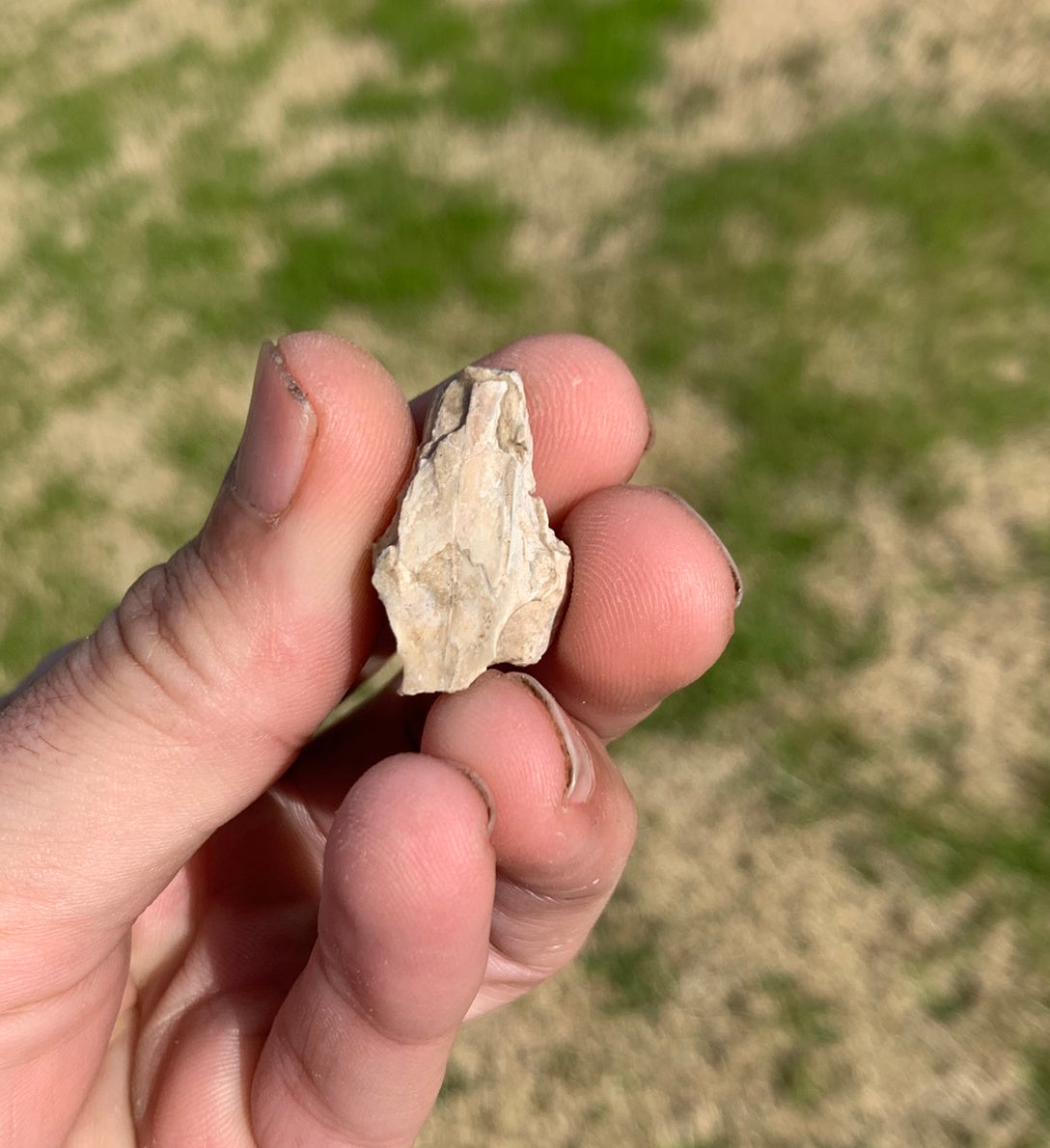 Fossil Rabbit Upper Skull with Teeth, Palaeolagus, Chadron Formation
