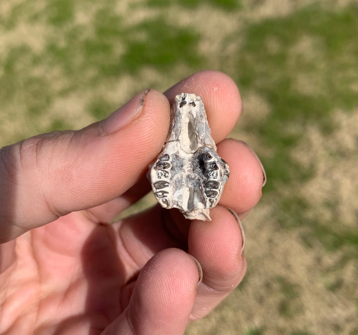 Fossil Rabbit Upper Skull with Teeth, Palaeolagus, Chadron Formation