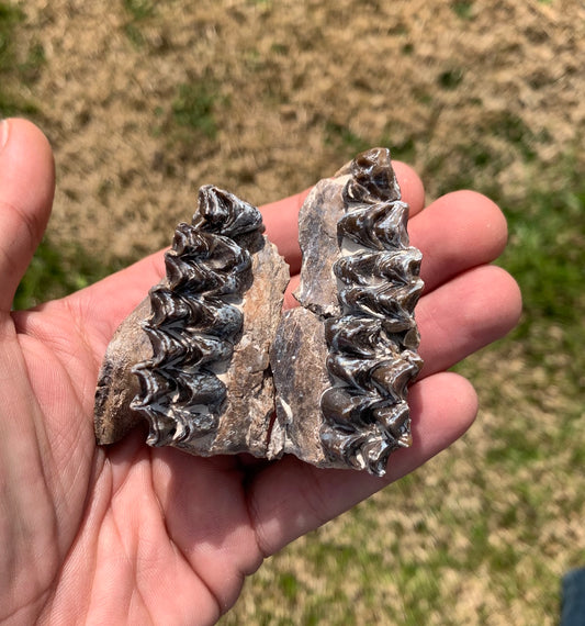 Oreodont Fossil Skull Partial Upper with Teeth