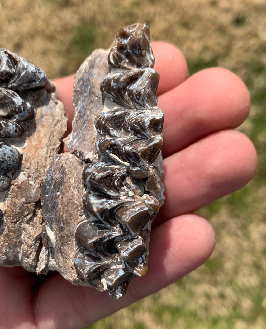 Oreodont Fossil Skull Partial Upper with Teeth