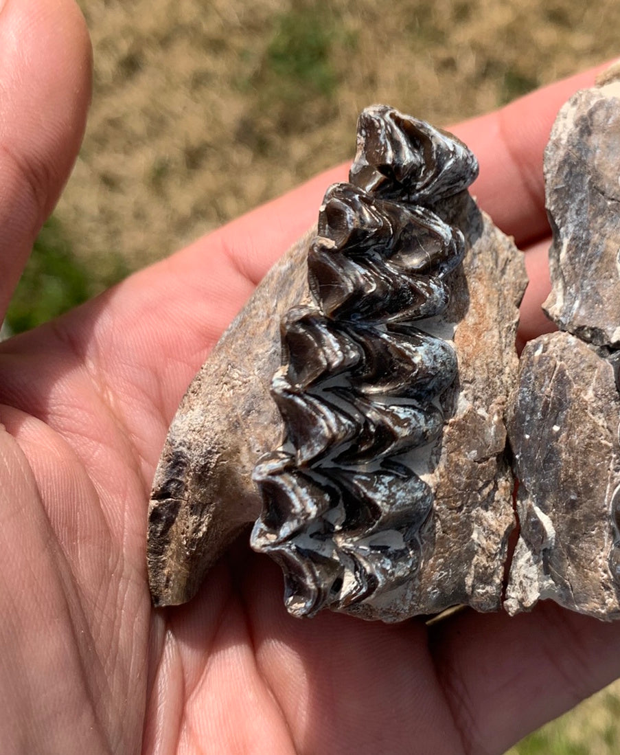 Oreodont Fossil Skull Partial Upper with Teeth