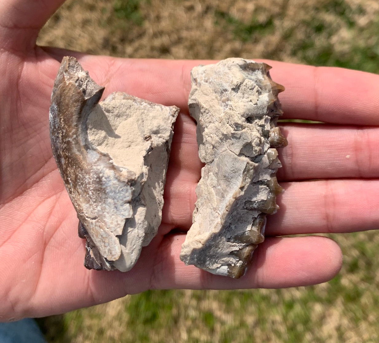 Oreodont Fossil Skull Partial Upper with Teeth